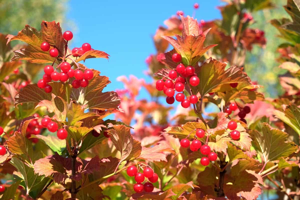 Arrowwood explodes with color in the fall.