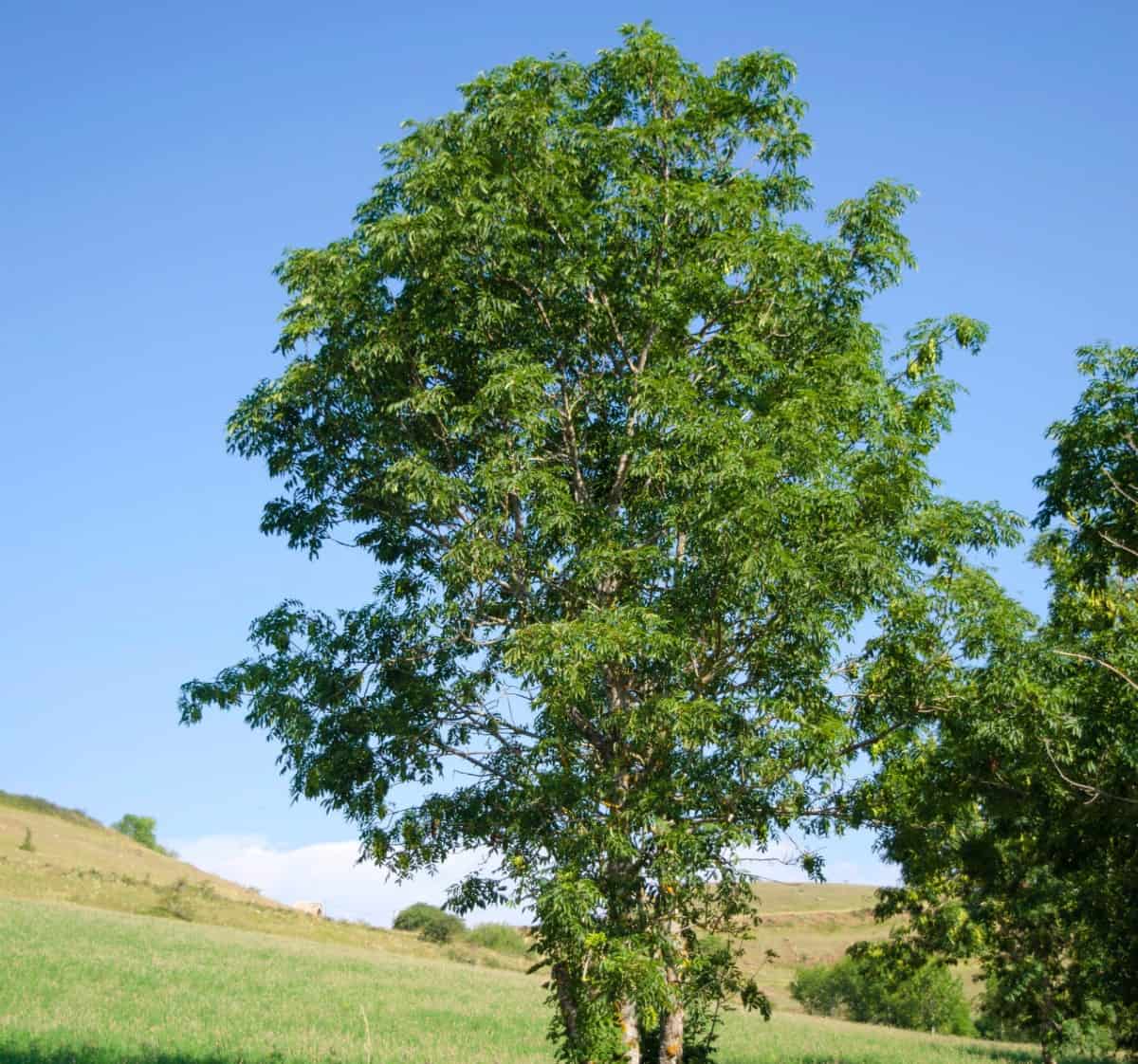 Ash trees provide brilliant fall color.