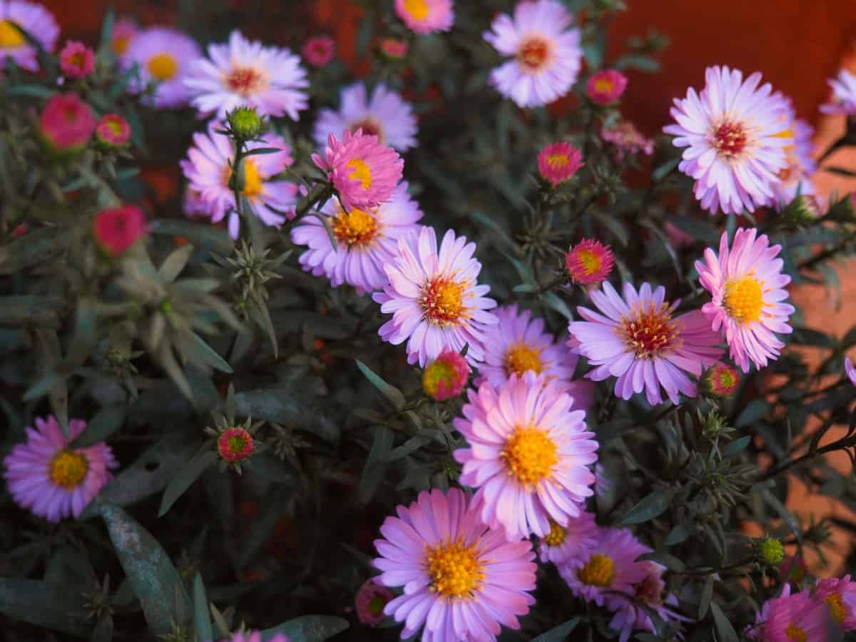 Asters make the perfect everlasting flower.