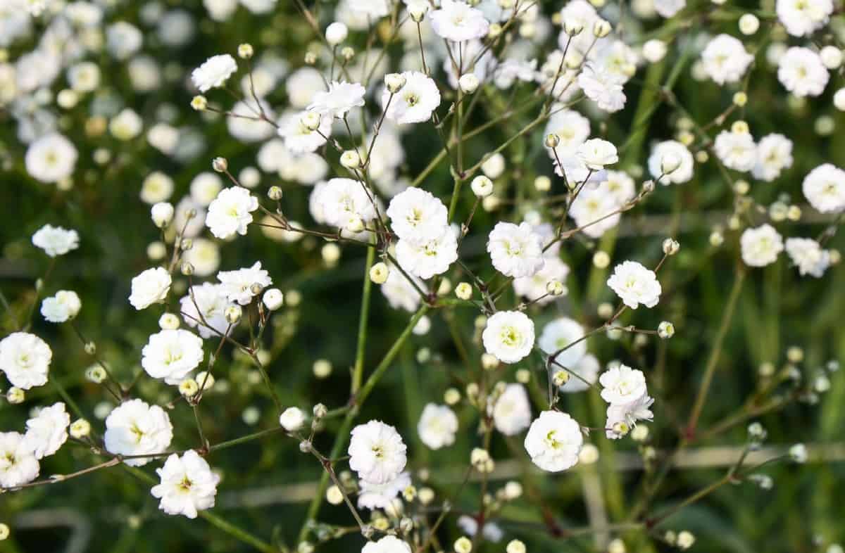 Baby's breath grows up to four feet tall.