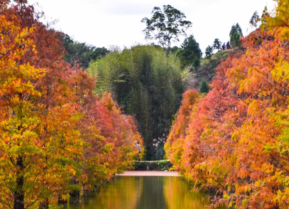 Bald cypress trees don't mind wet soil.