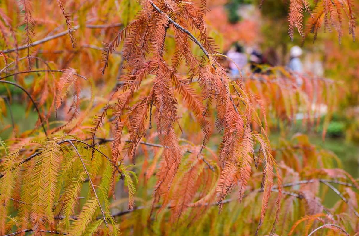 The bald cypress is a conifer with needles instead of leaves.