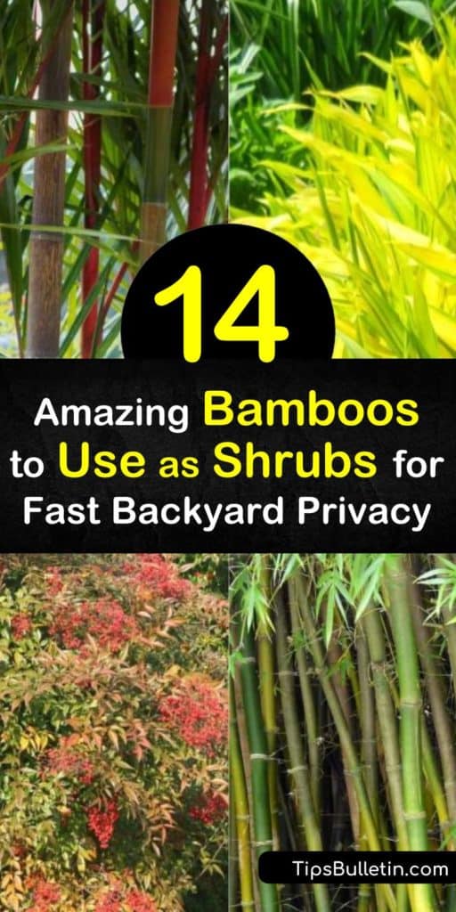 Discover how to create tranquil privacy in your yard with bamboo shrubs. Enjoy groundcovers and privacy with heavenly bamboo, nandina domestica, in hardiness zones 6 to 9, for spectacular foliage, white flowers, and red berries. #bambooshrubs #bamboo #shrubs