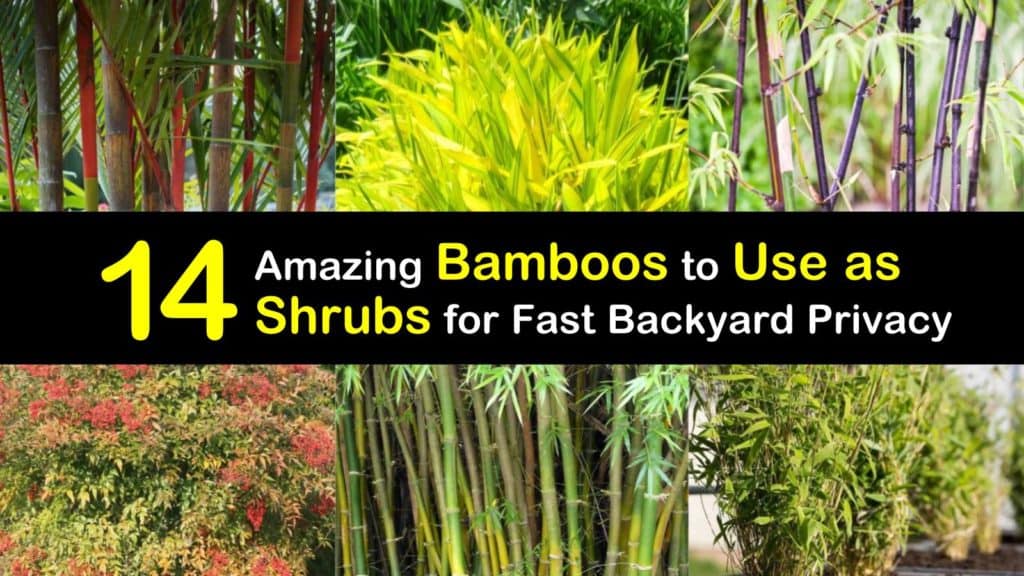 Bamboo as Shrubs titleimg1