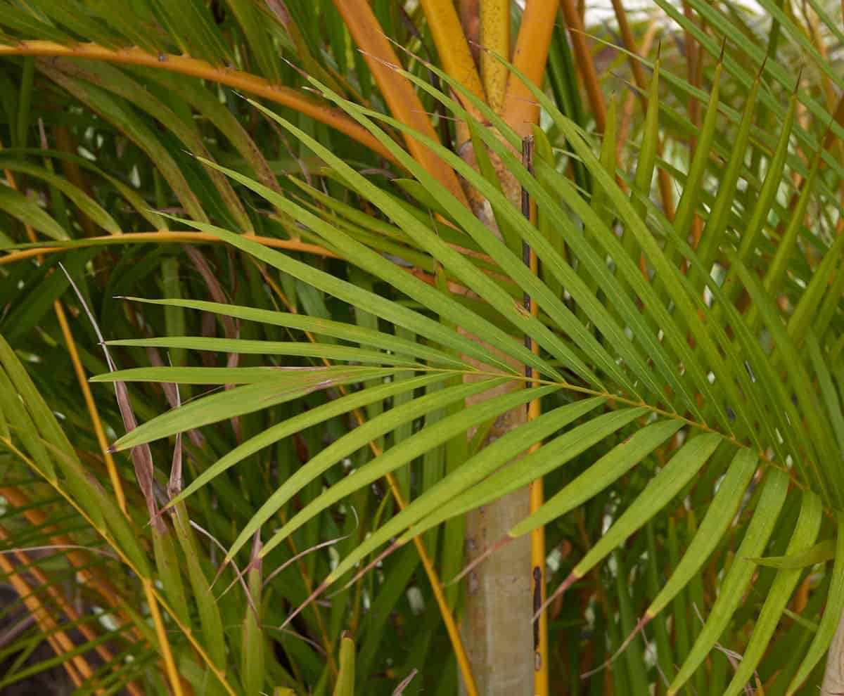 Bamboo palms are tropical plants that improve indoor air.