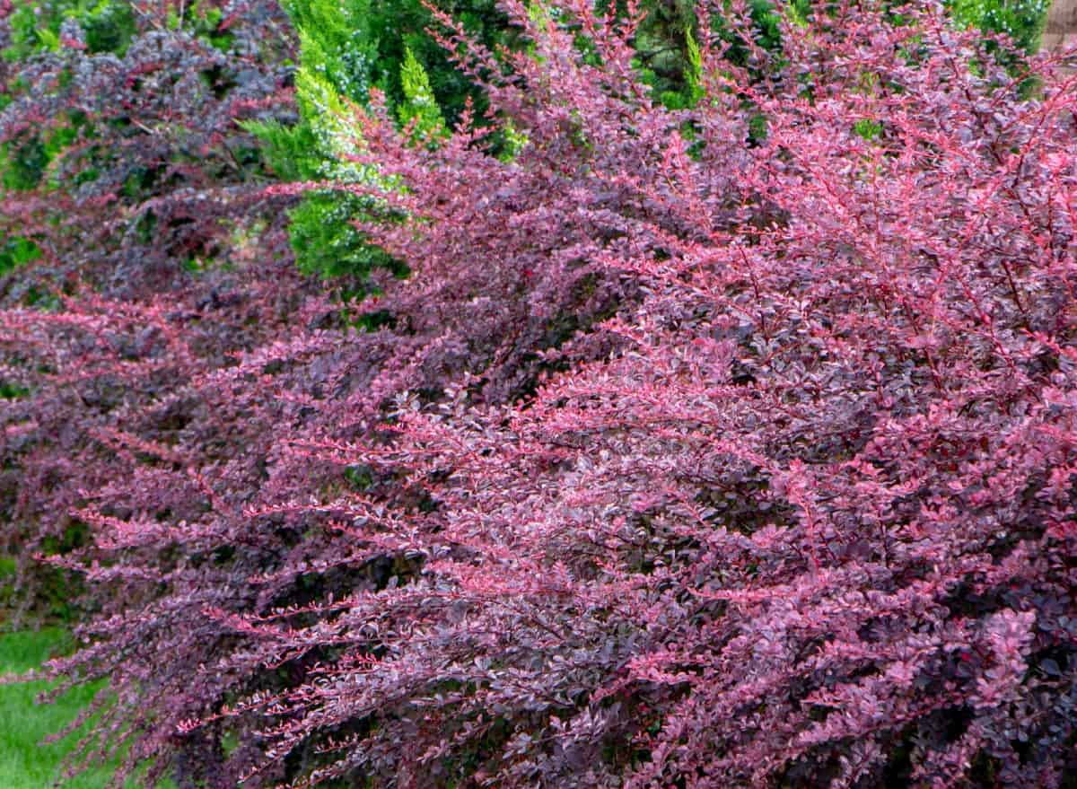 Barberry is an all-season evergreen.