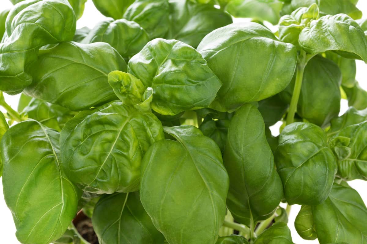 Basil is a popular herb.