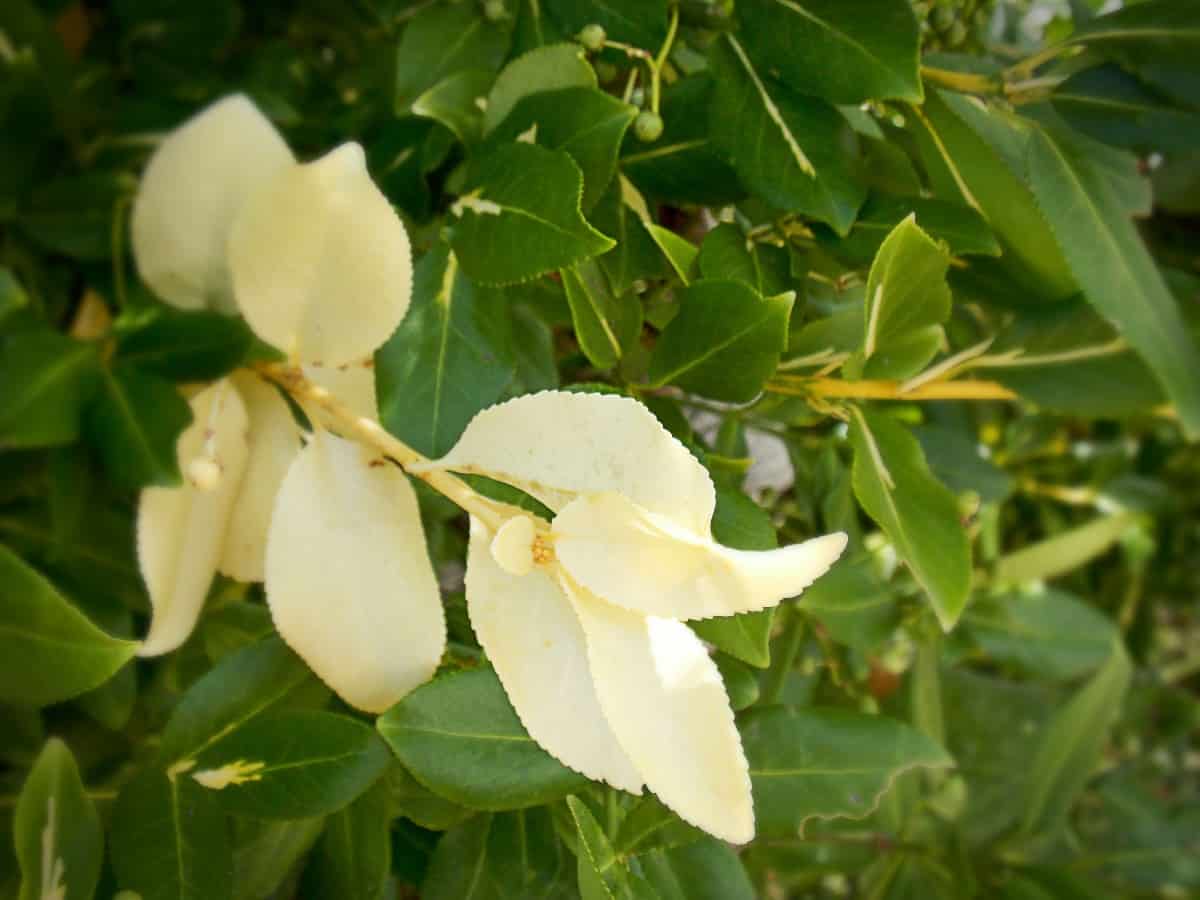 The bayberry is a cold-hardy perennial shrub.