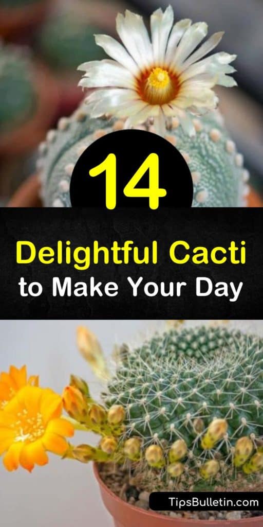 Explore the stunning cacti available to use as house plants. For a classic look, try the tall saguaro or the yellow flowers of the golden barrel cactus. Or spice up your garden with the red flowers of gymnocalycium or the prickly pads of opuntia. #cacti #beautifulplants #desertgarden