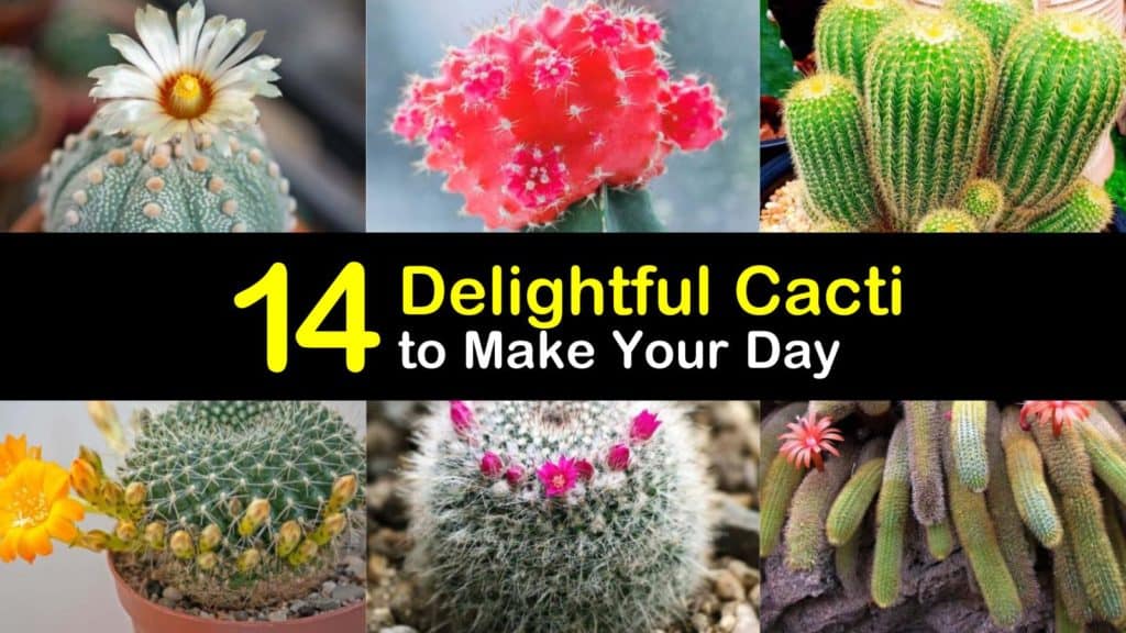 Beautiful Cacti titleimg1