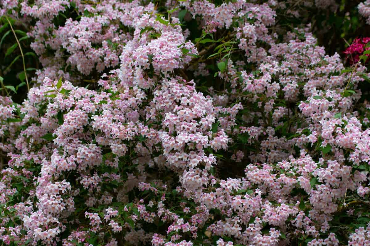 The beauty bush makes an eye-catching hedge plant.