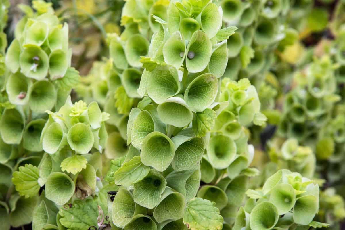 Bells of Ireland are tiny but fragrant annuals.