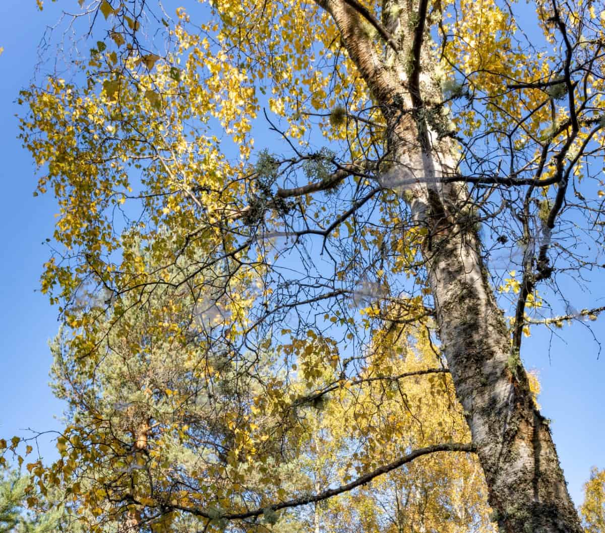 Birch trees have unusual peeling bark.
