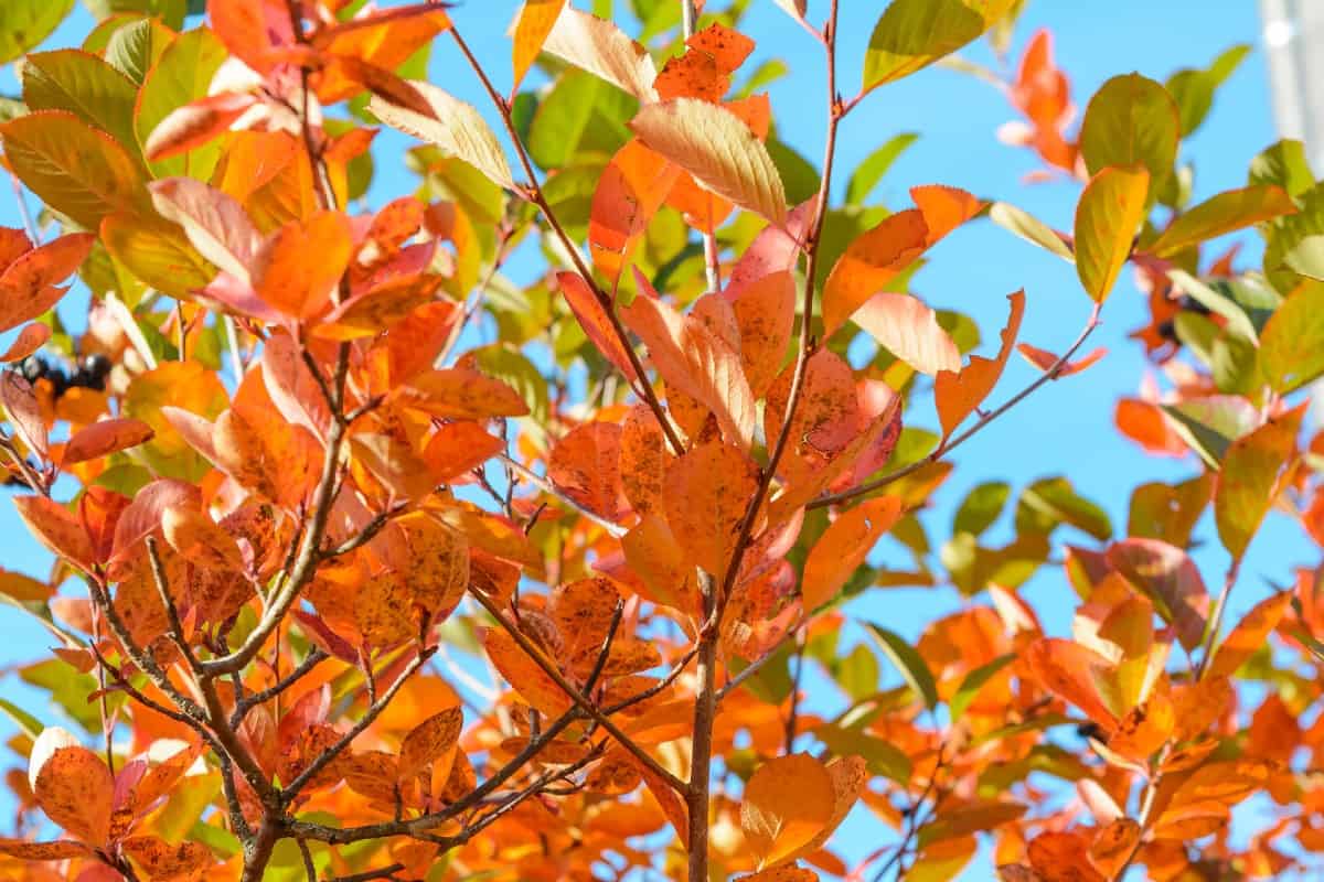 Black chokeberry trees attract pollinators.