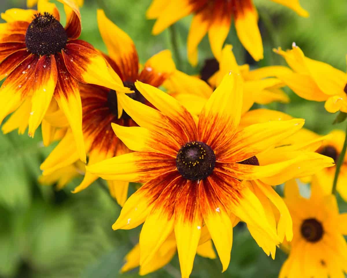 Black-eyed Susans are cheerful, daisy-like flowers.
