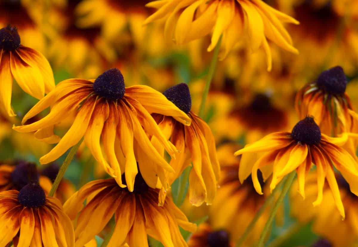 The black-eyed Susan is a popular wildflower.