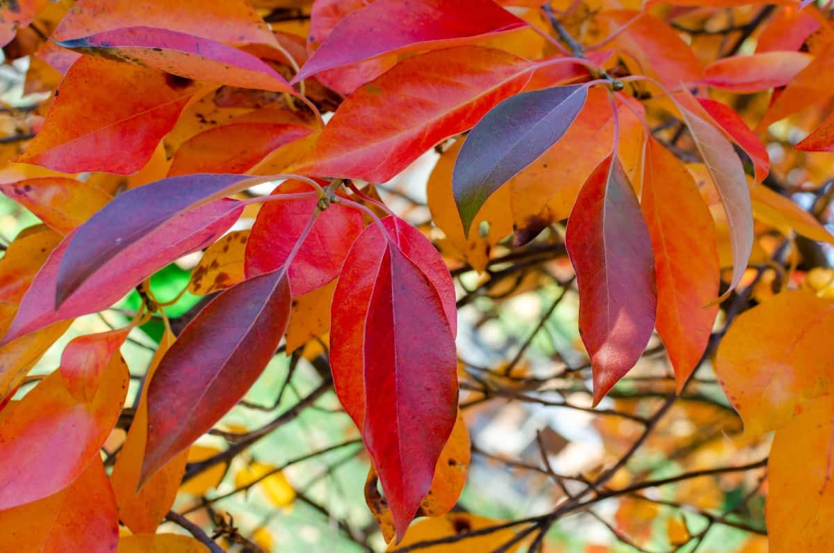 The black tupelo is the epitome of unusual fall color.