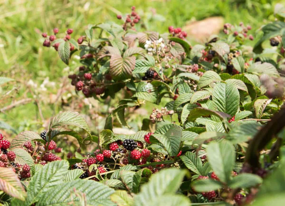 Blackberries are green, then red, and then black when ripe.