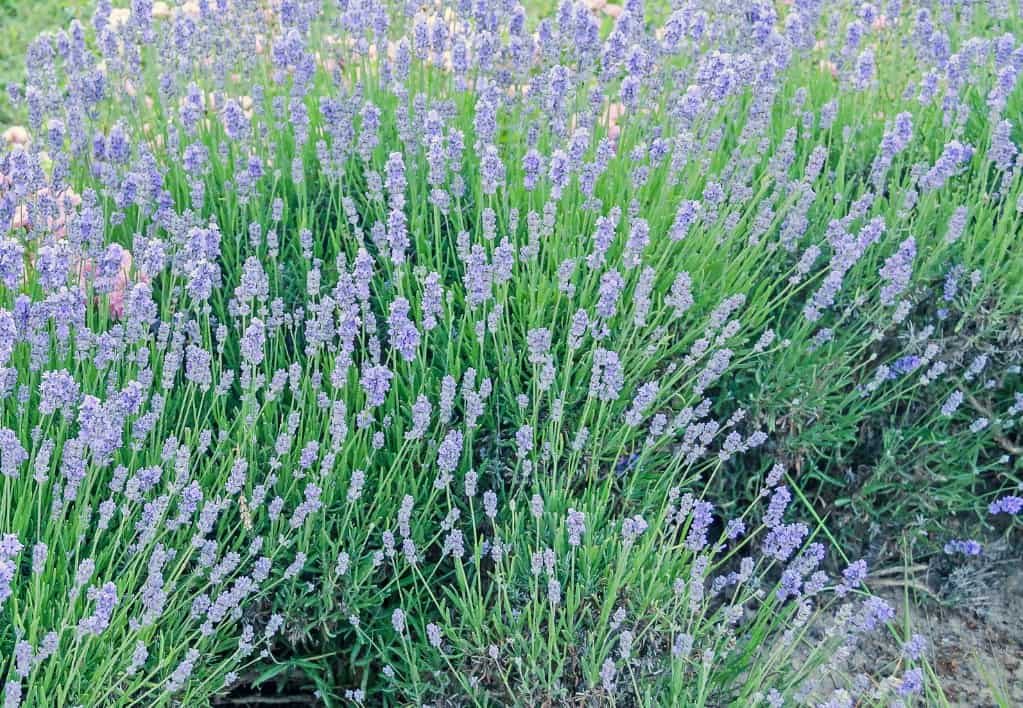 Birds are attracted to the bluebeard caryopteris.