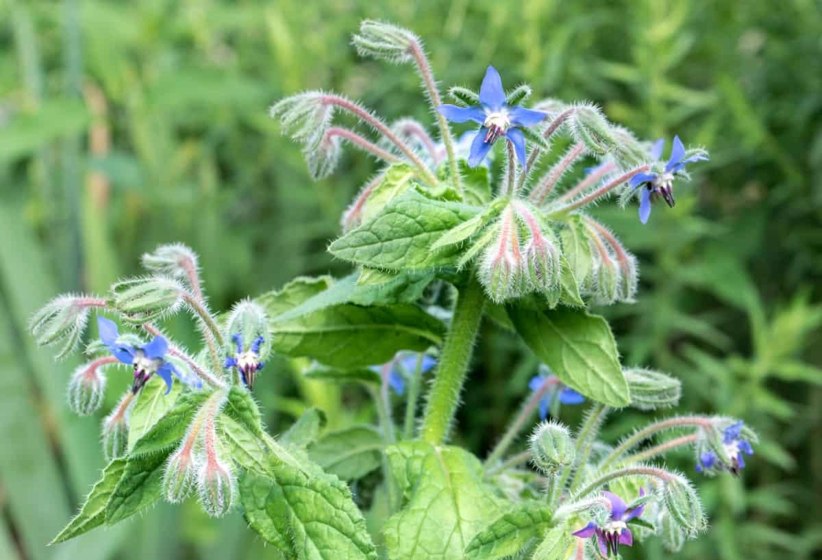 Borage is a re-seeding annual plant.