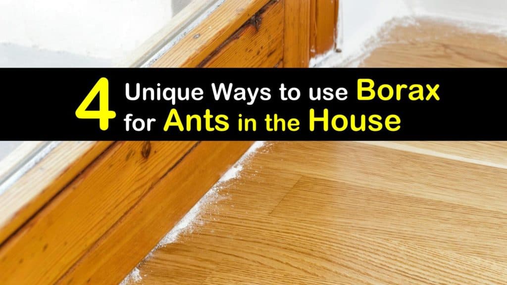 Borax for Ants in the House titleimg1