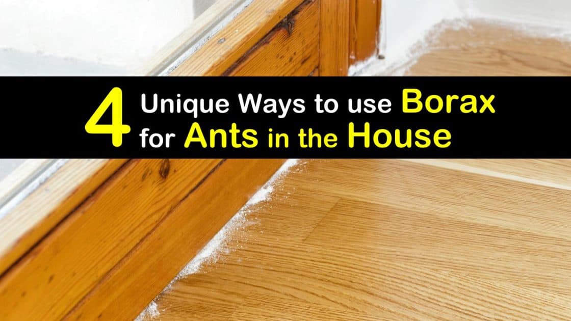 4 Unique Ways to use Borax for Ants in the House