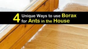 Borax for Ants in the House titleimg1