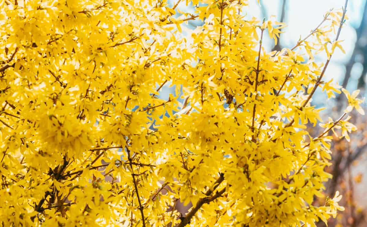 The border forsythia is a cold-hardy old-fashioned shrub.