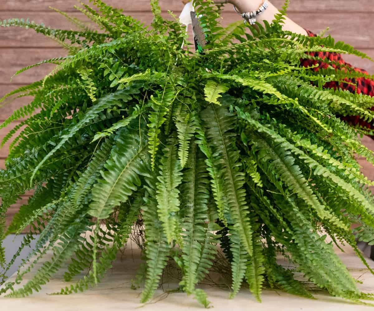 Boston ferns are attractive hanging from an apartment balcony.