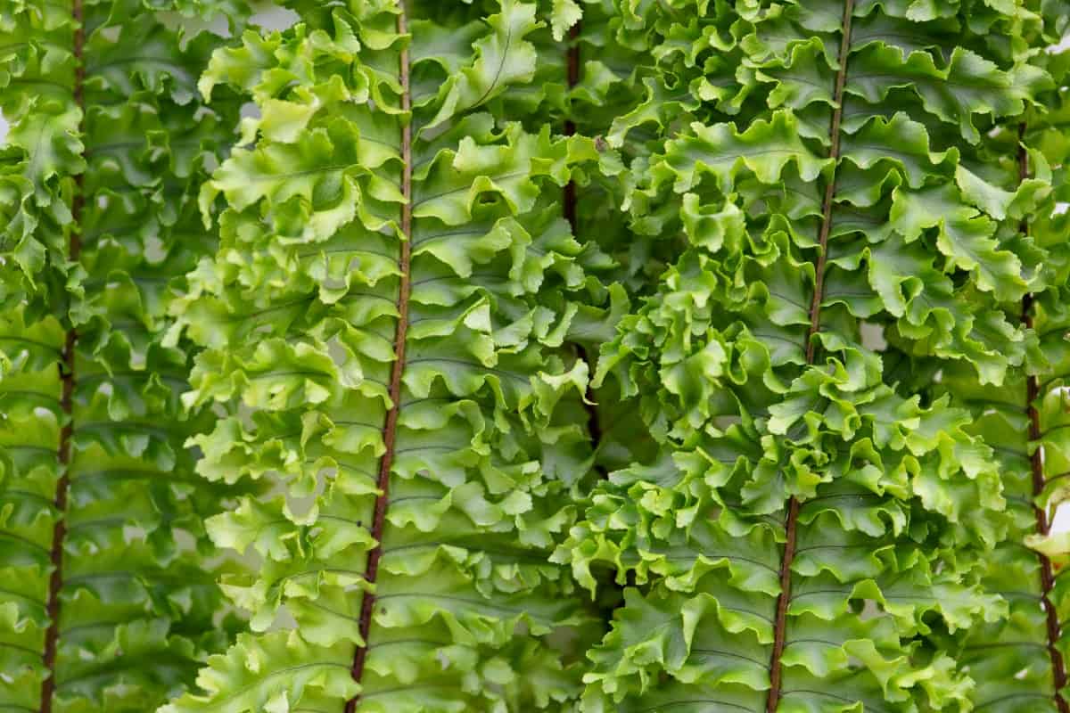 Boston ferns are excellent candidates to purify indoor air.