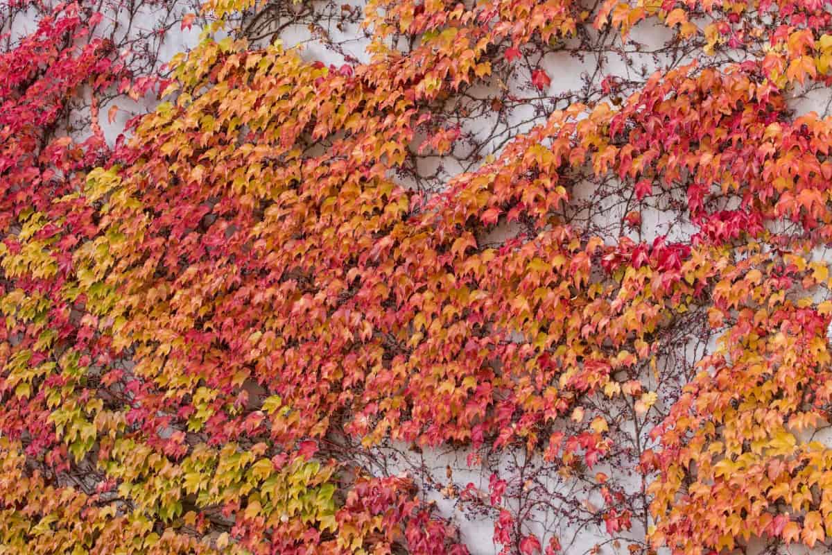 The Boston ivy vine is related to the Virginia creeper.