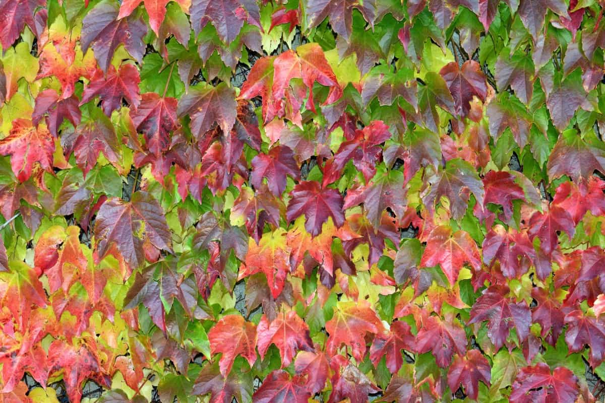Boston ivy is a fast-growing perennial.