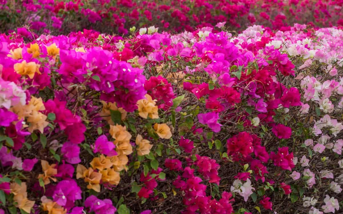 Bougainvillea offers a beautiful but thorny privacy barrier.