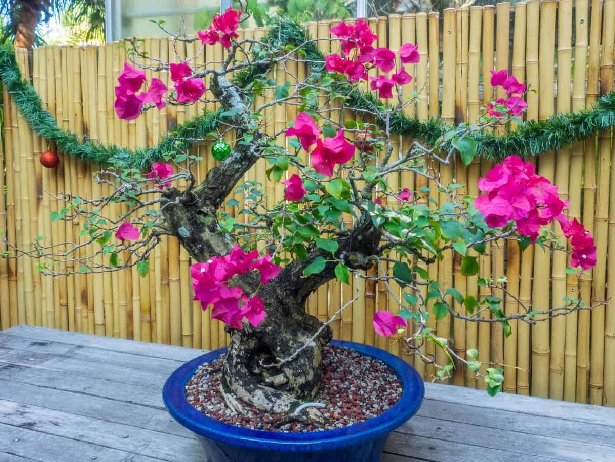 The bougainvillea bonsai has tiny but attractive flowers.