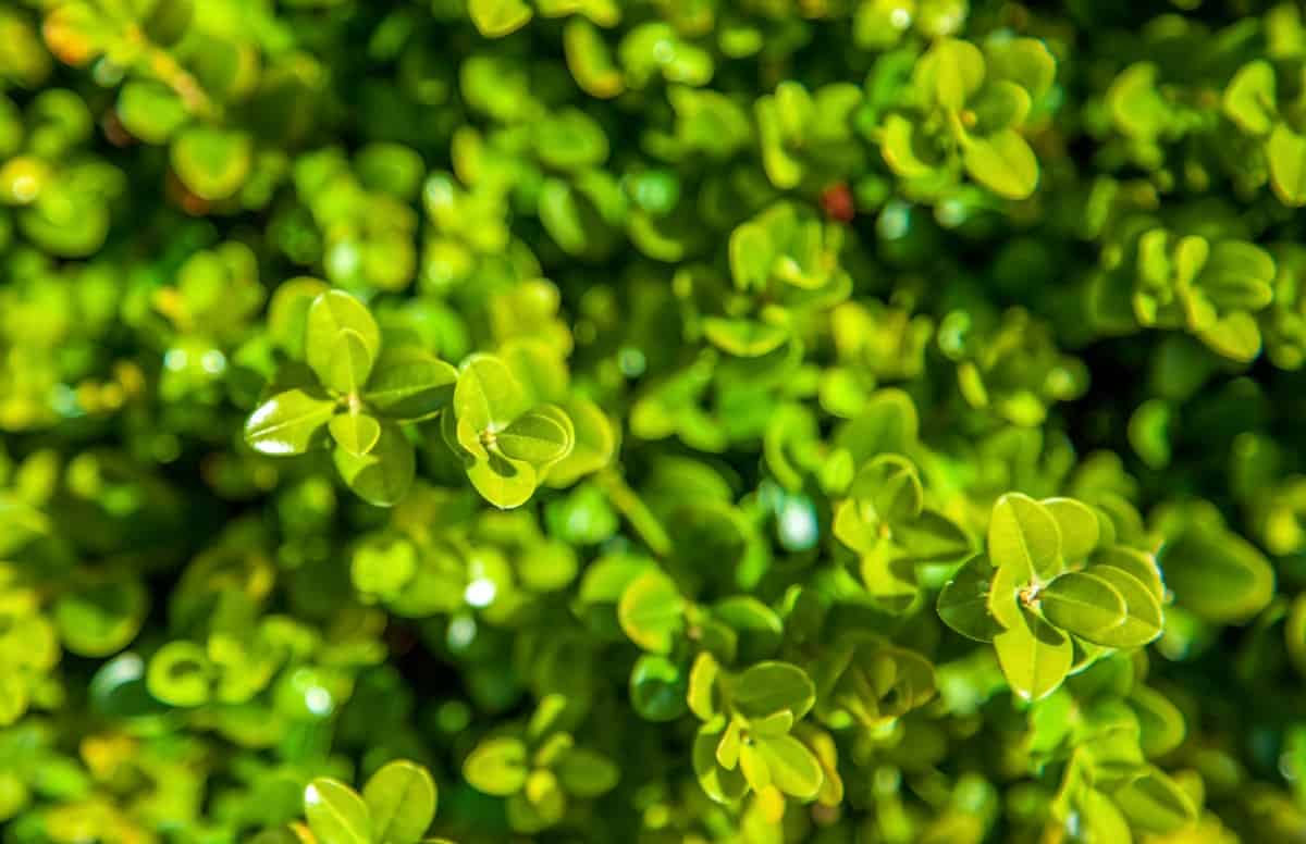 Boxwood is an amazing plant to grow on your fence line.