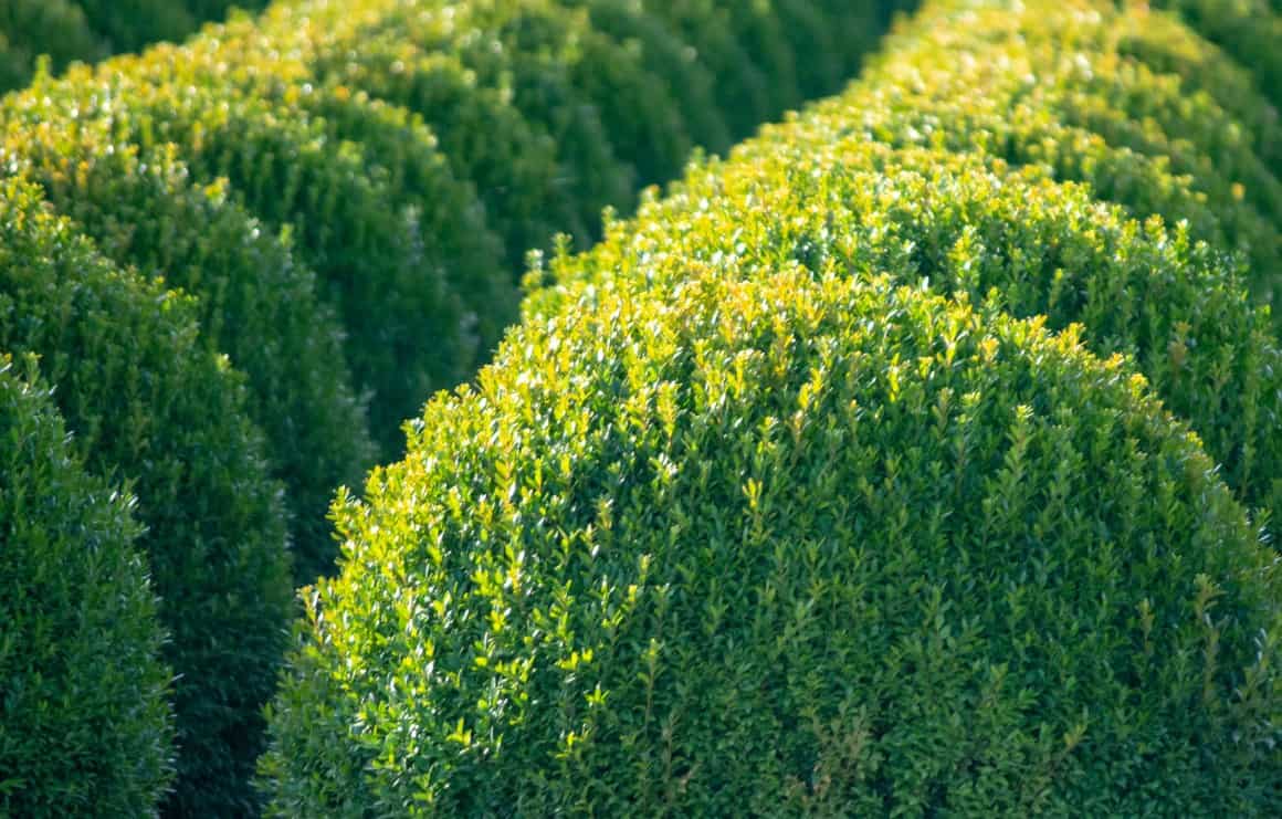 Boxwood shrubs make excellent topiaries.