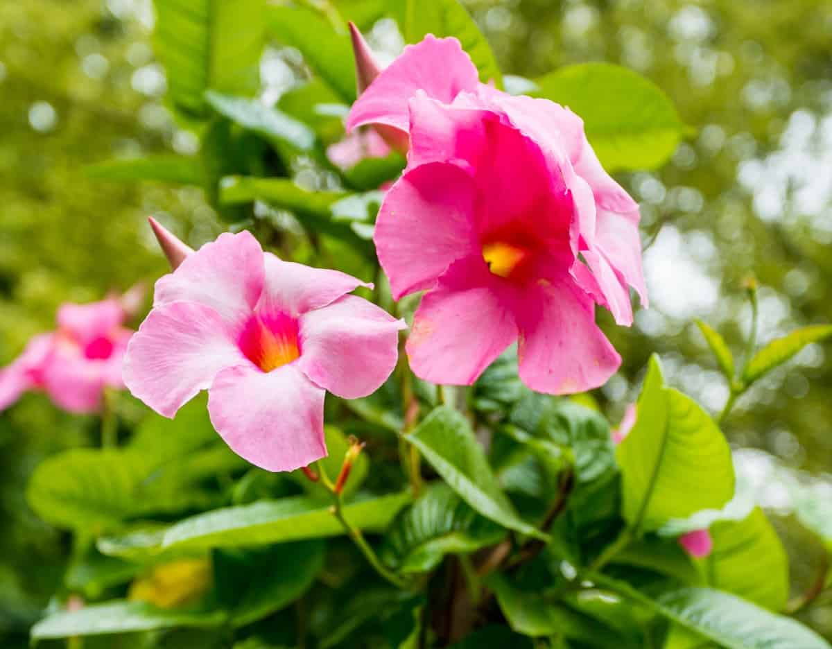 Brazilian jasmine is a perennial that likes full sun or part shade.