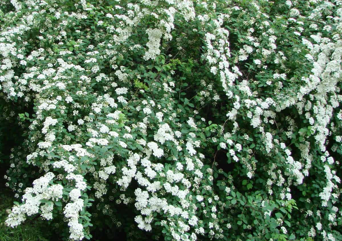 Bridal leaf spirea is an easy-to-grow flowering bush.