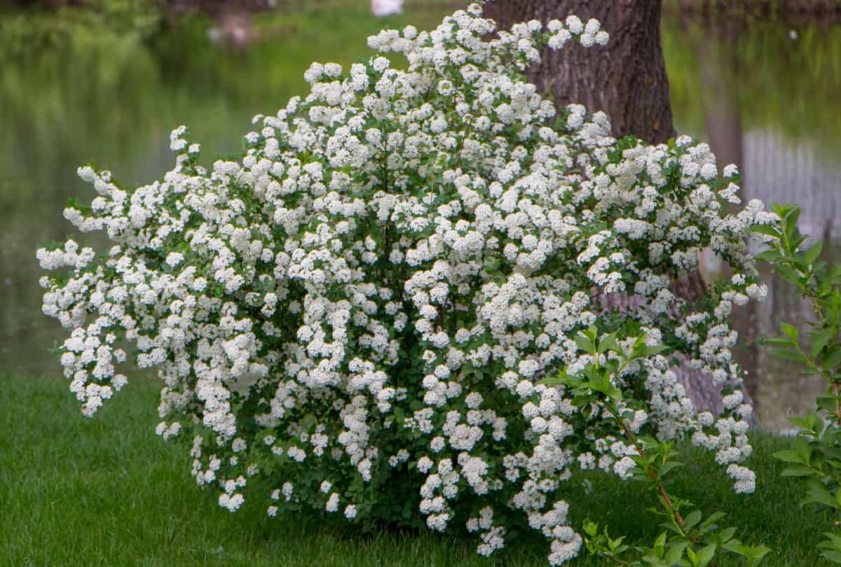 The branches of the bridal wreath spirea have a lovely arching habit.