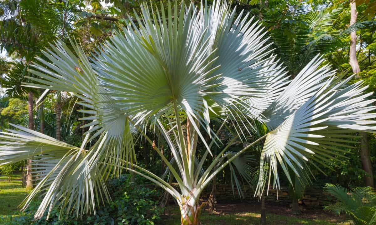 Bulgaria windmill palms are cold hardy palm trees.