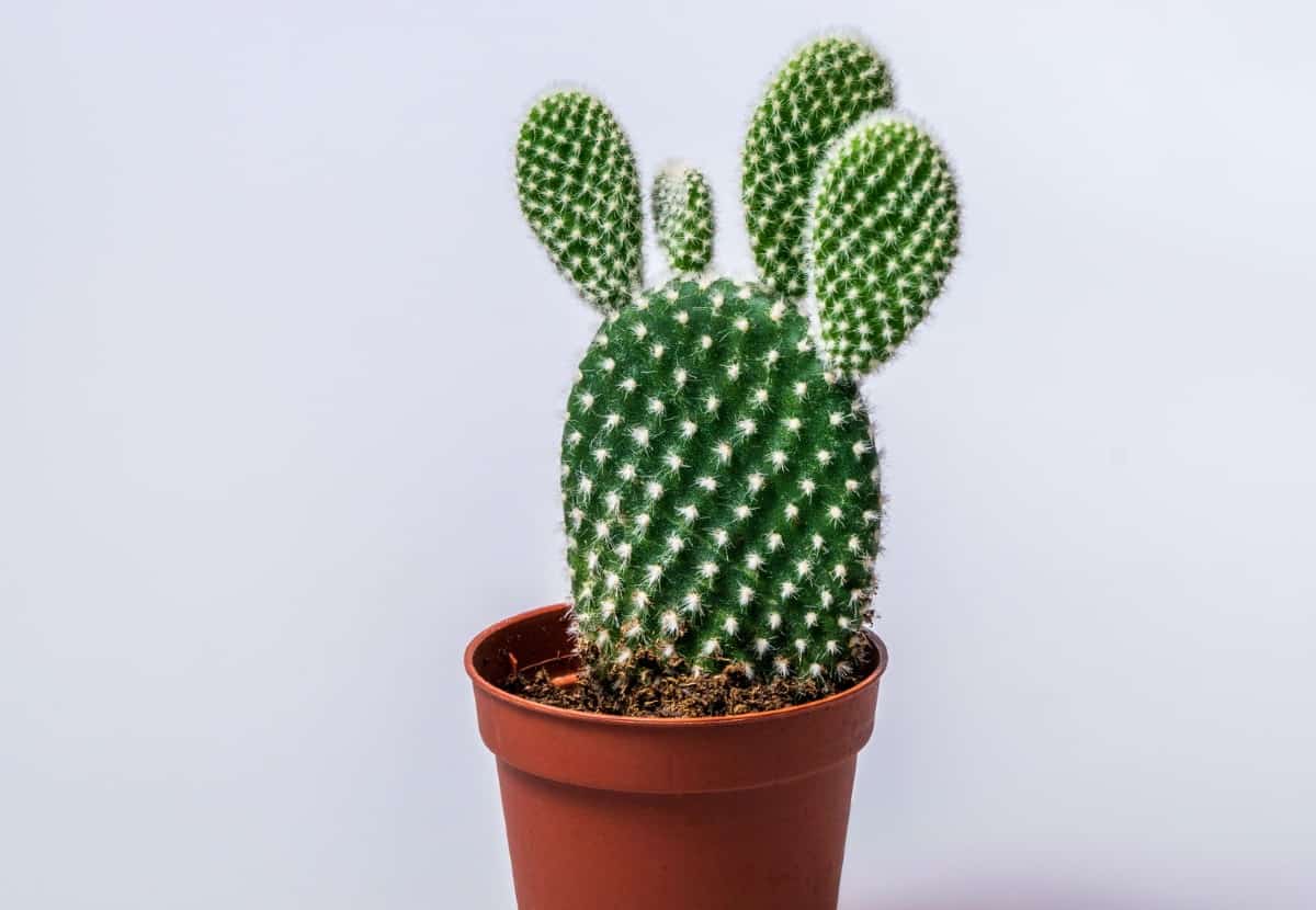 The bunny ears cactus is a pretty succulent.