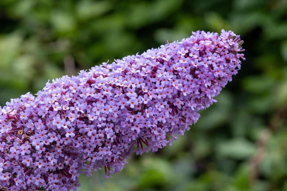 Pollinators love the butterfly bush.