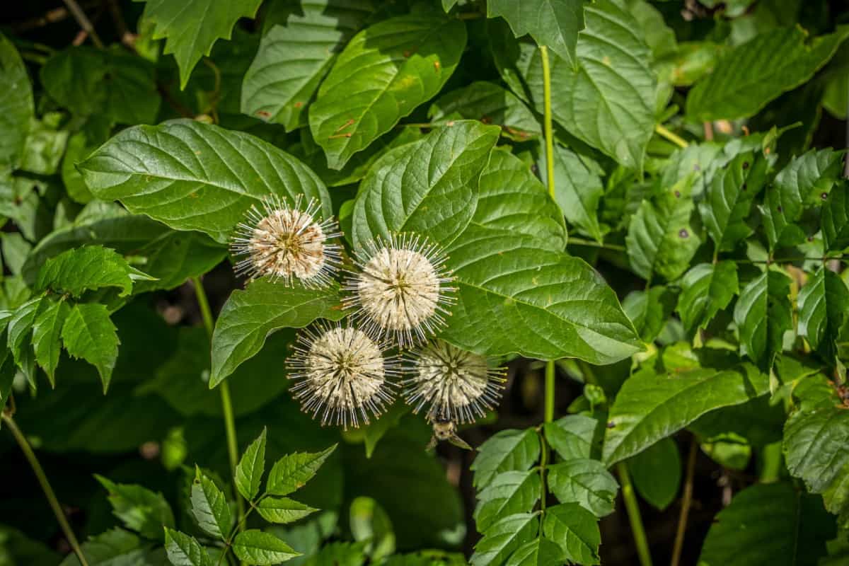 Button bushes aid in erosion control.