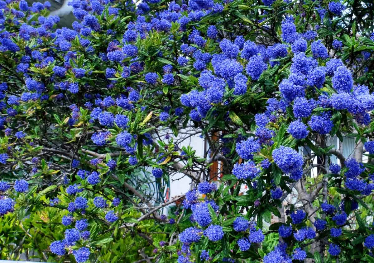 California lilacs have delightfully fragrant flowers.