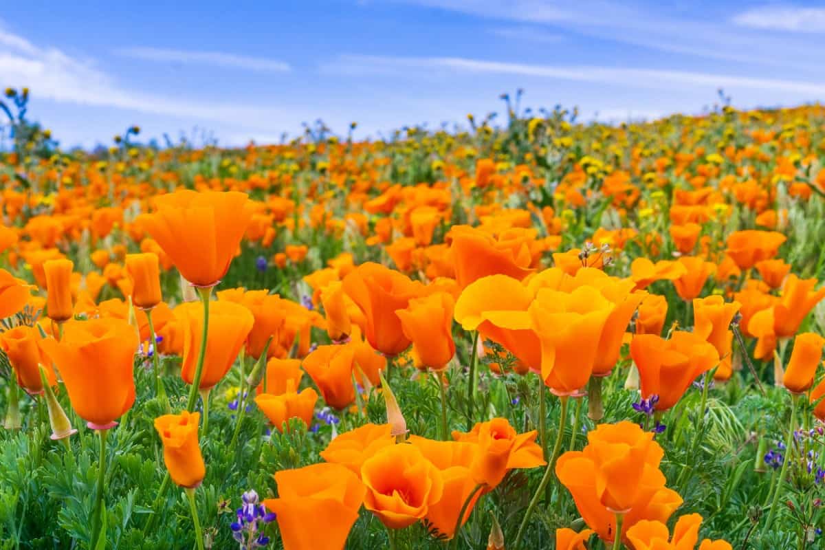 Another name for the California poppy is Cup of Gold.