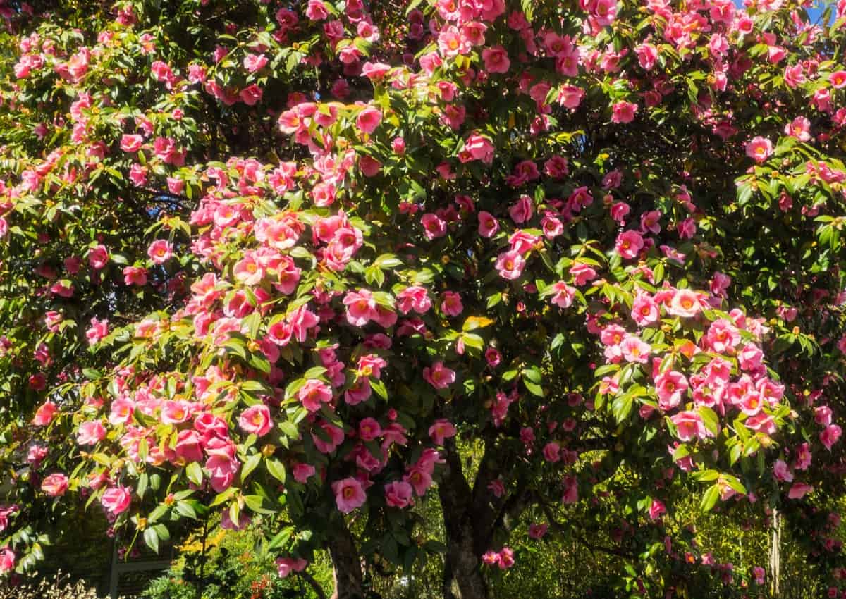 The camellia is an evergreen flowering shrub.