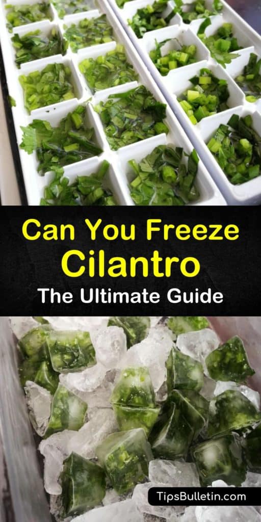 Let your imagination run wild with these frozen cilantro tips and recipes including pesto with fresh herbs and fresh cilantro purees. Freezing cilantro only requires a food processor, olive oil, and paper towel to make a delicious addition to any meal. #freeze #cilantro #frozencilantro