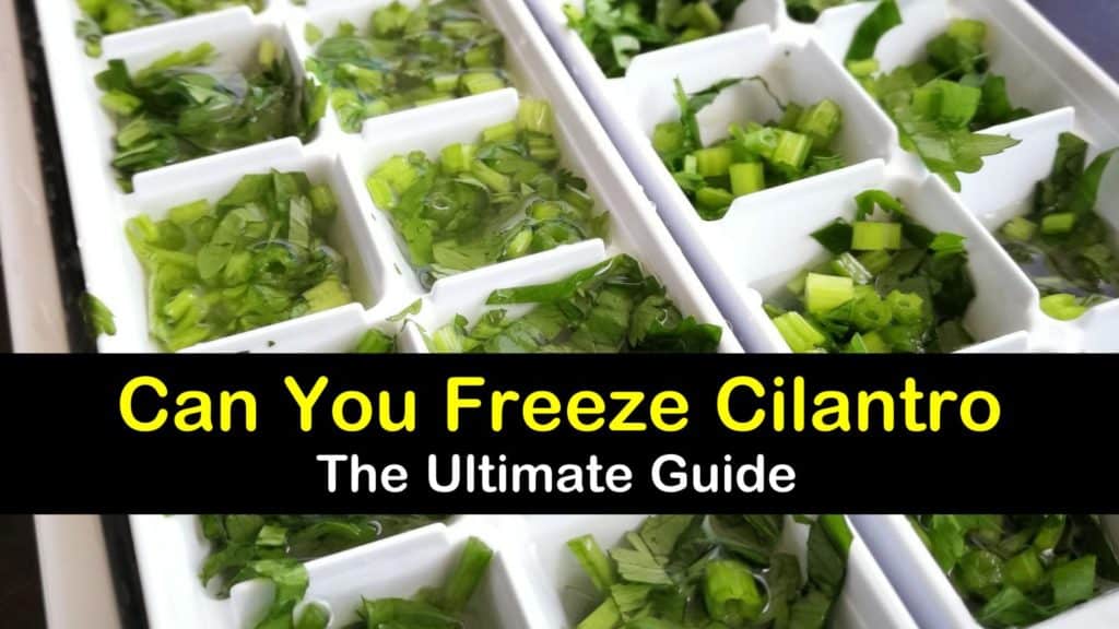 can you freeze cilantro t1
