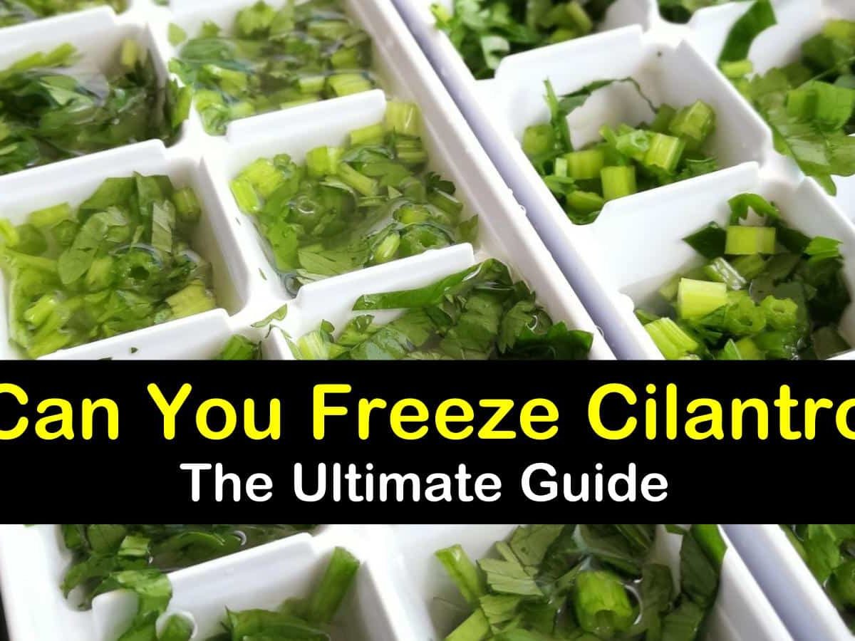 can you freeze cilantro t1 1200x900 cropped