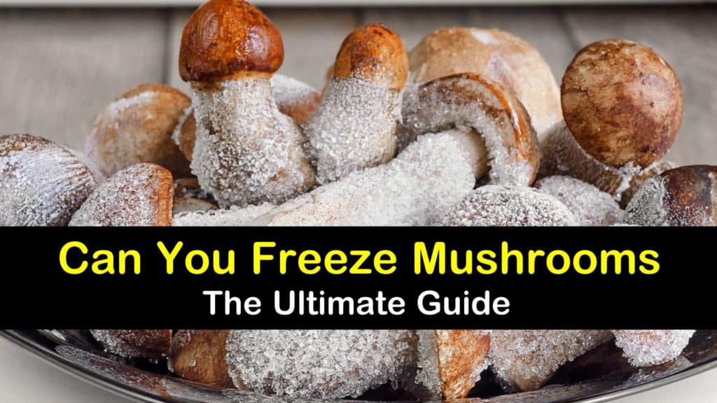 Can You Freeze Mushrooms titleimg1